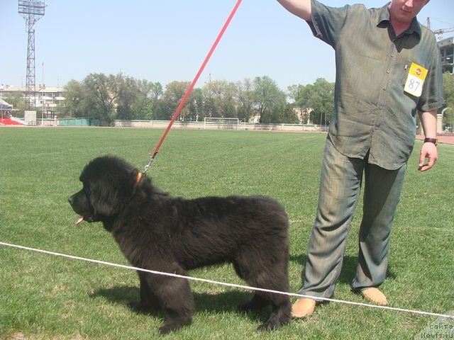 Фото: ньюфаундленд Кара Аюлар Амадеус Лейк Визард