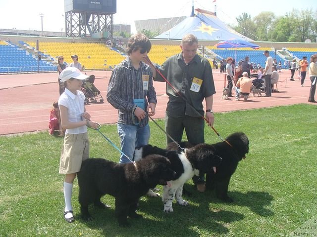 Фото: ньюфаундленд Кара Аюлар Амадеус Лейк Визард, ньюфаундленд Кара Аюлар Арктик Уайт Арнольд, ньюфаундленд Кара Аюлар Адорабал Принц, Максим Шамбадал, Шамбадал Лиза, Шамбадал Гоша