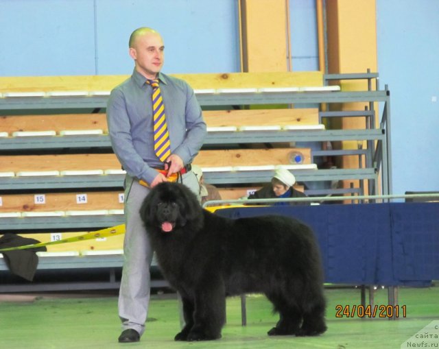Фото: Алексей Нистратов, ньюфаундленд Их Высочество Владлена Маджикс