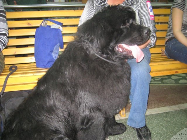 Фото: ньюфаундленд Супер Премиум Еллоу Сабмарин