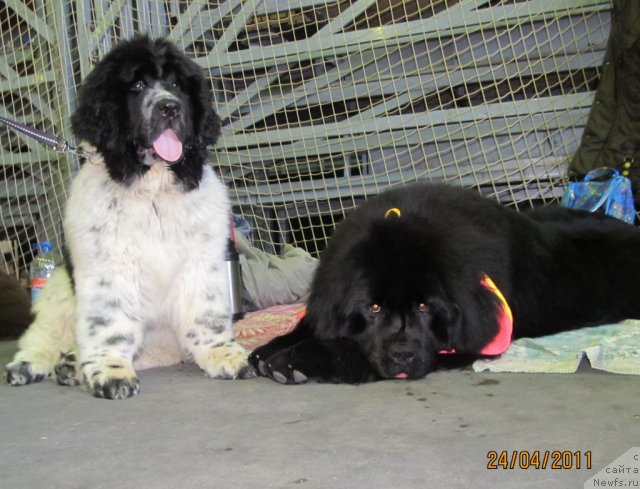 Фото: ньюфаундленд Их Высочество Владлена Маджикс, ньюфаундленд Супер Бизон Екатеринбург (Super Bizon Ekaterinburg)