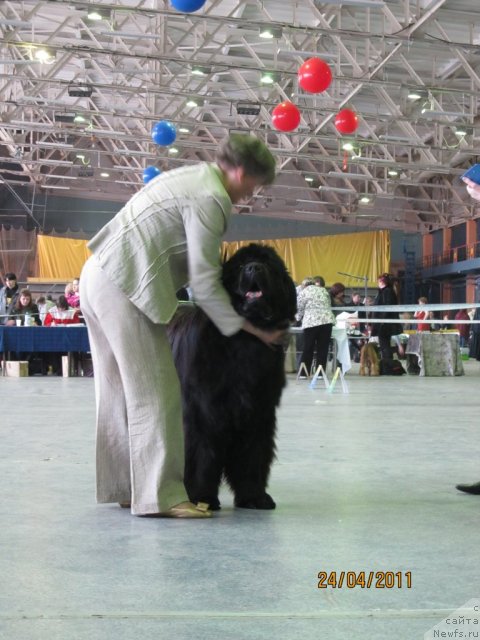 Фото: Светлана Пермякова, ньюфаундленд Баловень Судьбы
