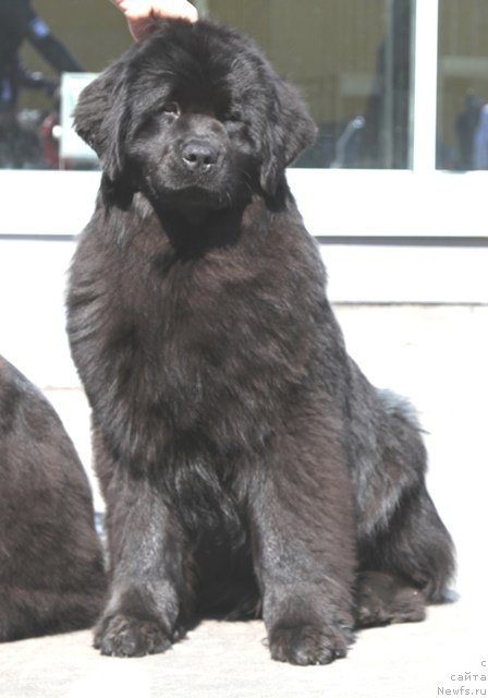 Фото: ньюфаундленд Старбимовлав Дельфания