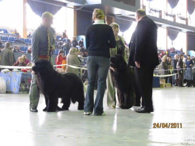 Фото: Алексей Нистратов, ньюфаундленд Их Высочество Владлена Маджикс, Светлана Пермякова, ньюфаундленд Баловень Судьбы