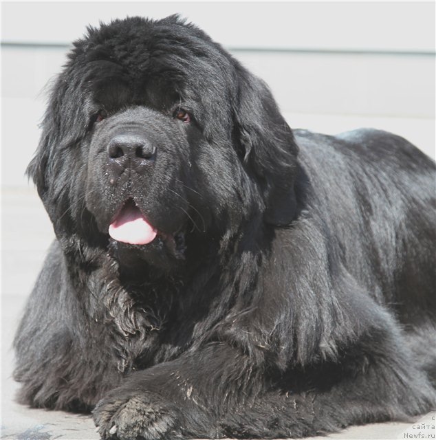 Фото: ньюфаундленд Жолли Вандерфулл из Медвежьего Яра (Zholli Wonderfull iz Medvejyego Yara)