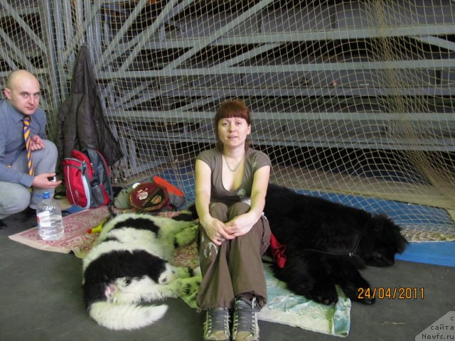 Фото: Ирина Нистратова, Алексей Нистратов, ньюфаундленд Их Высочество Владлена Маджикс, ньюфаундленд Супер Бизон Екатеринбург (Super Bizon Ekaterinburg)