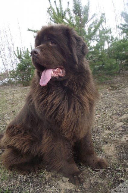 Фото: ньюфаундленд Кокетка от Чаннел из Медвежьего Яра