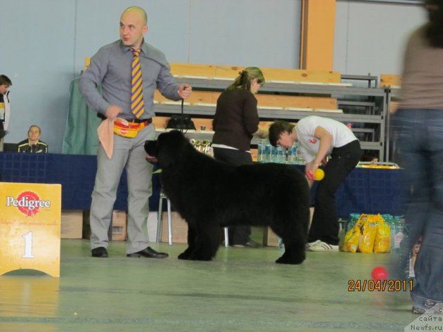 Фото: Алексей Нистратов, ньюфаундленд Их Высочество Владлена Маджикс