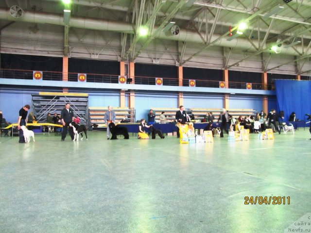 Фото: Алексей Нистратов, ньюфаундленд Их Высочество Владлена Маджикс