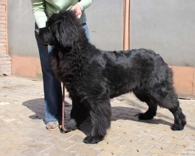 Фото: ньюфаундленд Сила с Берега Дона (Sila s Berega Dona)