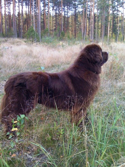 Фото: ньюфаундленд Итгай