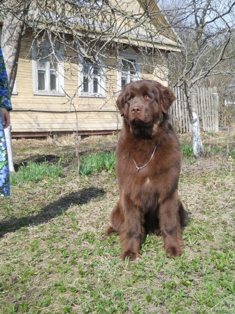 Фото: ньюфаундленд Фанньюф Анна Барбара Иулия