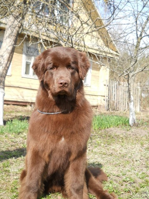 Фото: ньюфаундленд Фанньюф Анна Барбара Иулия