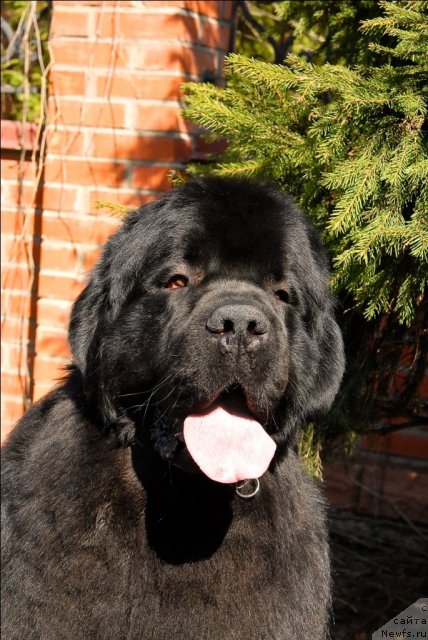 Фото: ньюфаундленд Сент Джонс Трюфель