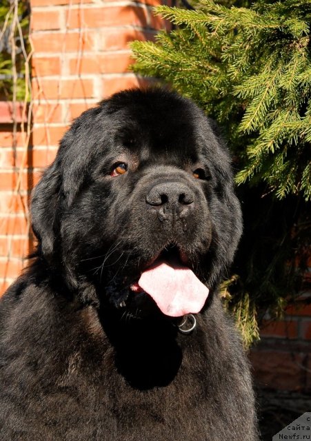 Фото: ньюфаундленд Сент Джонс Трюфель