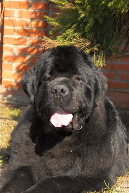 Фото: ньюфаундленд Сент Джонс Трюфель