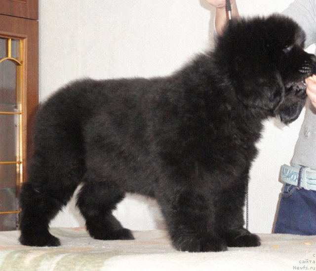 Фото: Бегущая по волнам Дансинг Квин