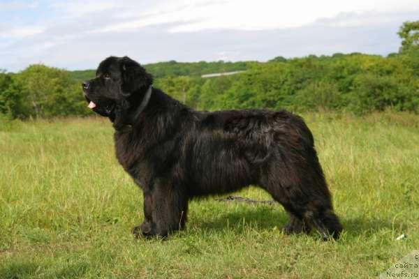 Фото: ньюфаундленд Нью Спейс Лайт Хаус (Nju Speis' Light House)