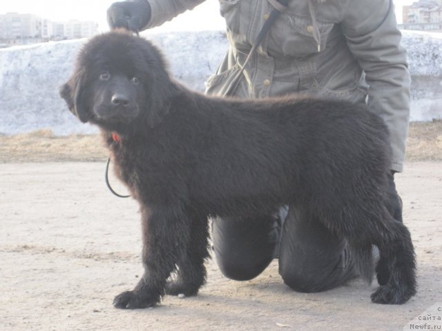 Фото: ньюфаундленд Уютная Долина Блэк Даймонд Велинда (Uyutnaya Dolina Black Diamond Velinda)