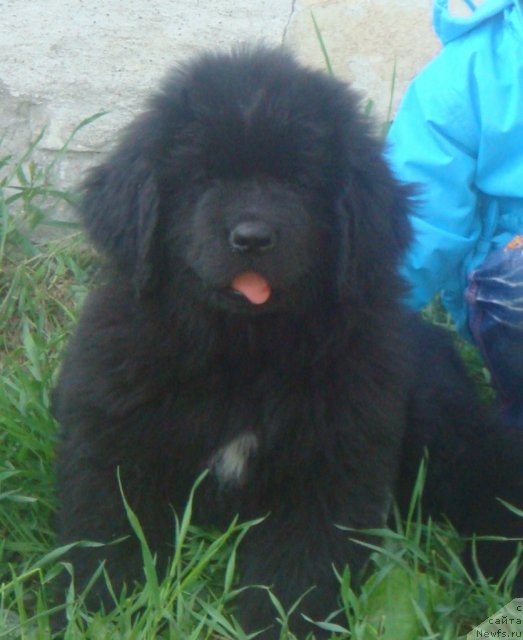 Фото: ньюфаундленд Новый Русский Ньюф Никонор