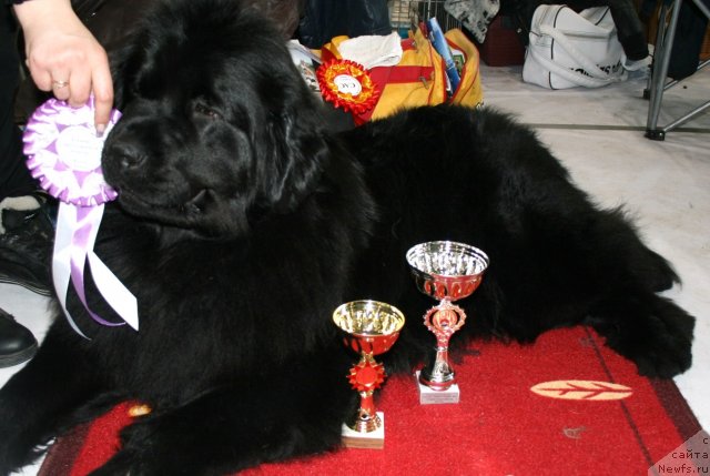 Фото: ньюфаундленд Фиаметтахауз Монако Принцесс (Fiamettahauz Monaco Princess)