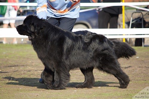 Фото: ньюфаундленд Фиаметтахауз Монако Принцесс (Fiamettahauz Monaco Princess)