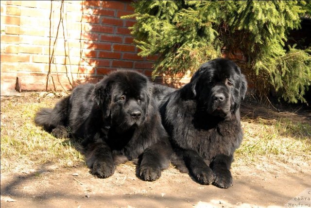 Фотография № 64519