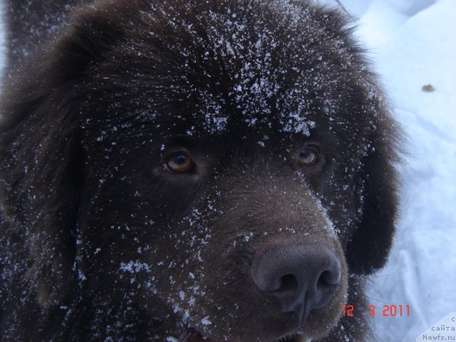 Фото: ньюфаундленд Правитель Тайги