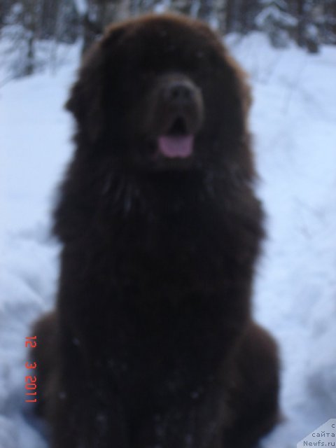 Фото: ньюфаундленд Правитель Тайги