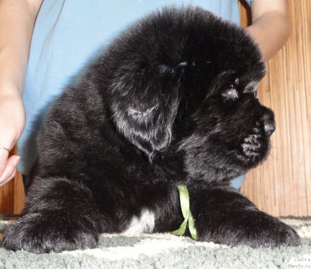 Фото: Кобель салатовая лента от Тары и Брендона