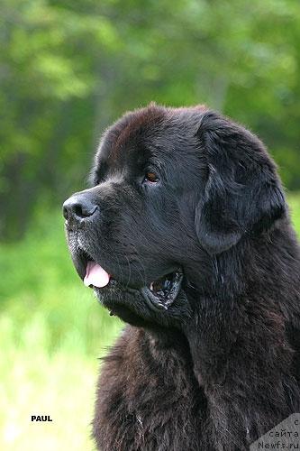 Фото: ньюфаундленд Нью Спейс Лайт Хаус (Nju Speis' Light House)