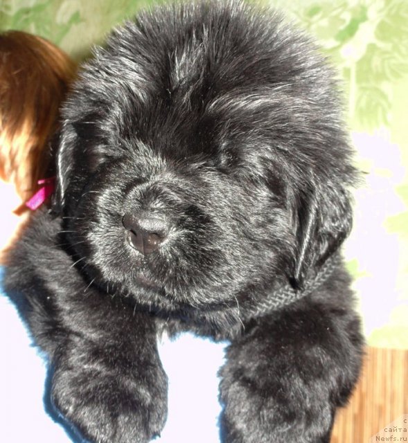 Фото: Кобель сиреневая лента от Тары и Брендона