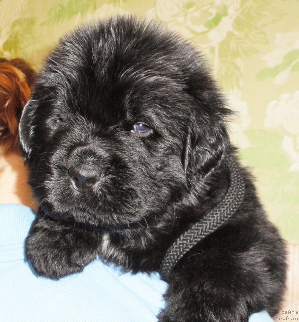 Фото: Кобель сиреневая лента от Тары и Брендона