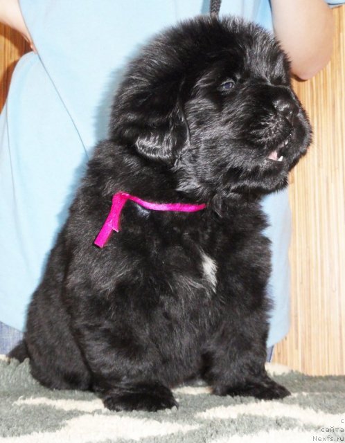 Фото: Кобель сиреневая лента от Тары и Брендона