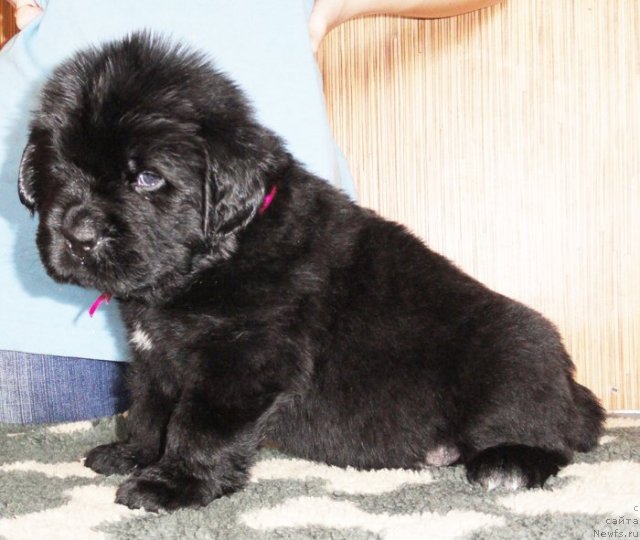 Фото: Кобель сиреневая лента от Тары и Брендона