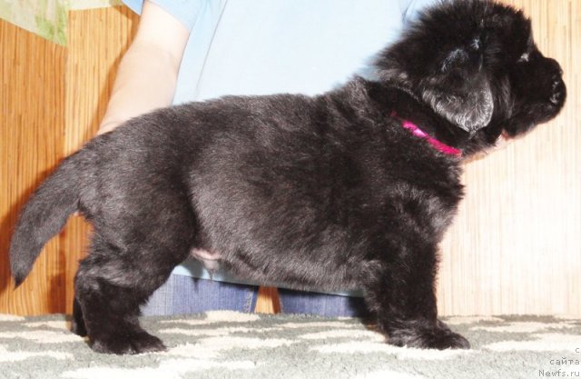 Фото: Кобель сиреневая лента от Тары и Брендона