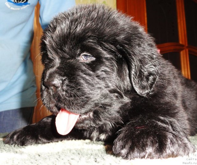 Фото: Сука розовая лента от Тары и Брендона