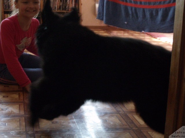 Фото: ньюфаундленд Желанная Моя