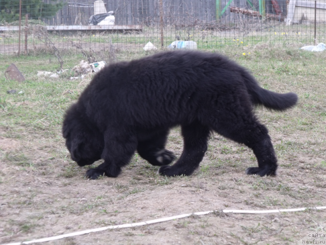 Фото: ньюфаундленд Желанная Моя