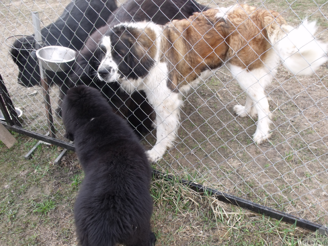 Фото: ньюфаундленд Желанная Моя, ньюфаундленд Топтыжка Сияние от Айсберга, ньюфаундленд Гранд Бэби Ариадна, Ева