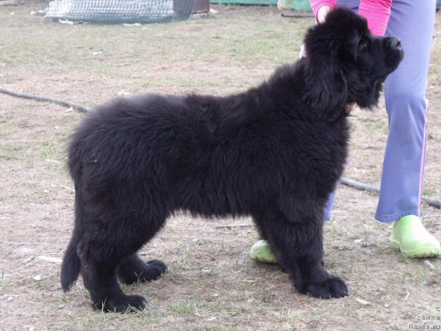 Фото: ньюфаундленд Желанная Моя