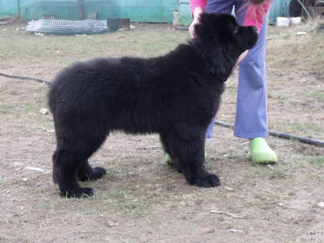 Фото: ньюфаундленд Желанная Моя