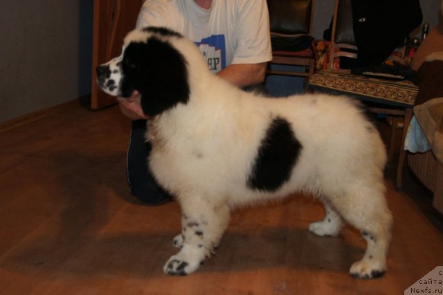 Фотография № 64645