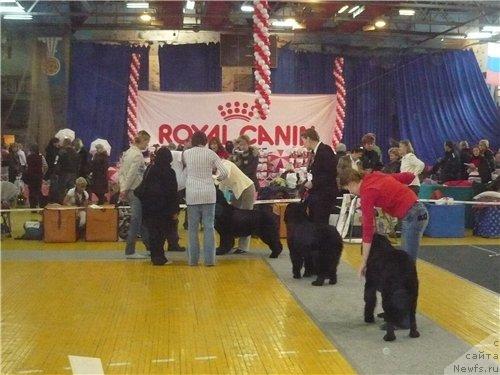 Фото: ньюфаундленд Плюшевая Панда Ванесса Мэй (Plushevaya Panda Vanessa Mey), ньюфаундленд Валькирия Калипса, ньюфаундленд Ундина Белл-Айл от Цацибы (Undina Bell-Ail ot Tsatsyby)