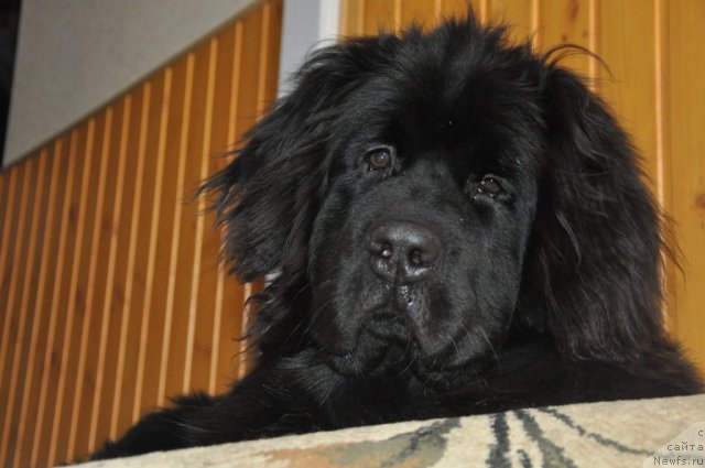 Фото: ньюфаундленд Старбимовлав Гуливер