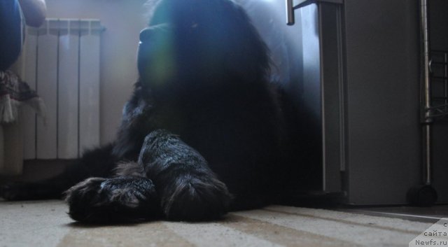 Фото: ньюфаундленд Старбимовлав Гуливер