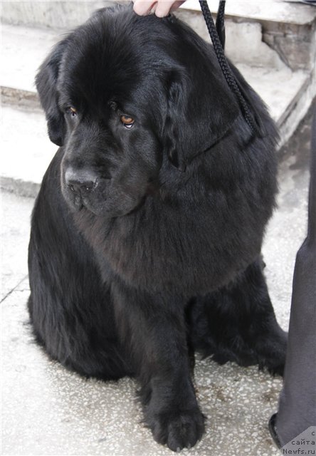 Фото: ньюфаундленд Калифорния из Медвежьего Яра