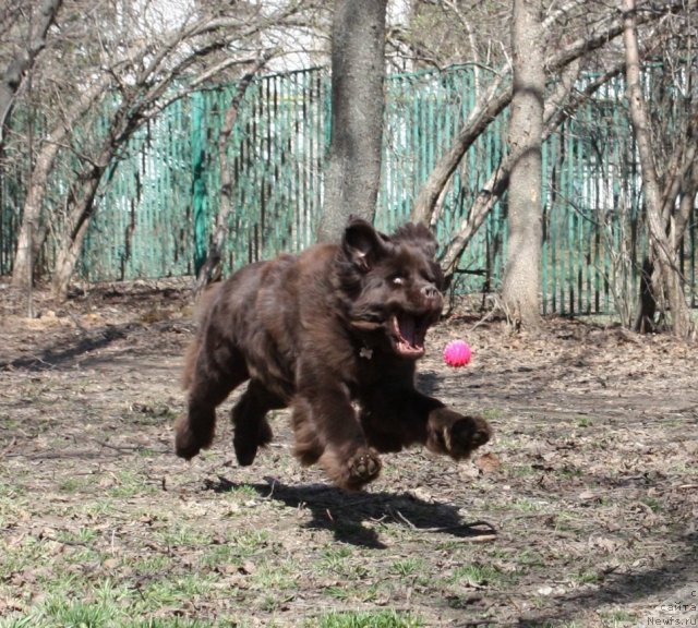 Фото: ньюфаундленд Черный Шарм Ангельская Красота (Chernyi Sharm Angel'skaya Krasota)