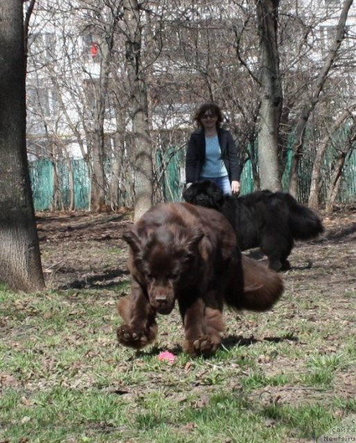 Фото: ньюфаундленд Черный Шарм Ангельская Красота (Chernyi Sharm Angel'skaya Krasota)