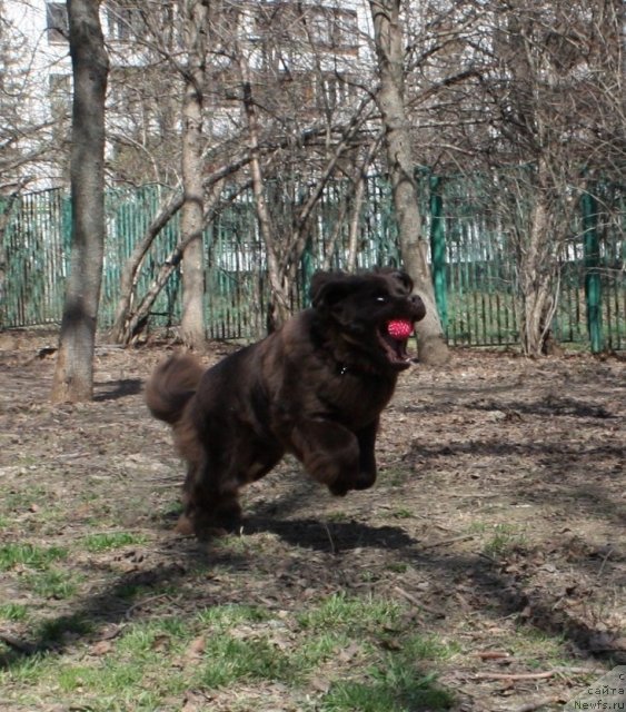 Фото: ньюфаундленд Черный Шарм Ангельская Красота (Chernyi Sharm Angel'skaya Krasota)